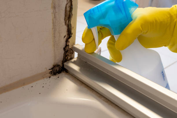 Best Emergency Mold Remediation in Boron, CA