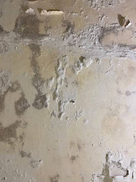 Best White Mold Remediation in Boron, CA