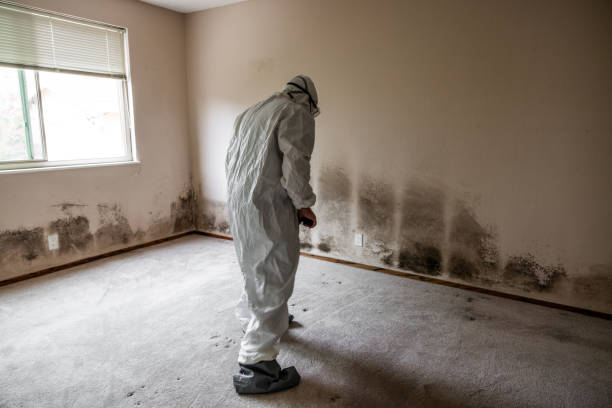 Professional Mold Remediation in Boron, CA