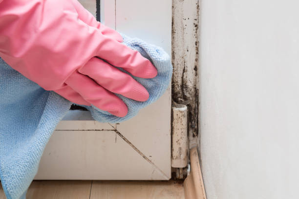 Best Industrial Mold Remediation in Boron, CA